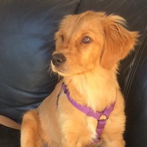 Meet your Posher, Vanka